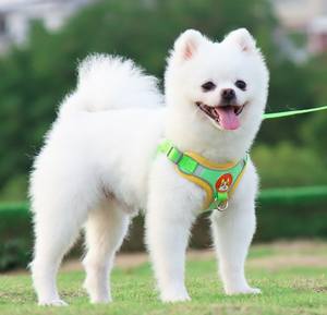 Ensemble de <span class=keywords><strong>harnais</strong></span> en laisse pour <span class=keywords><strong>chien</strong></span>, tailles réglables réfléchissantes, boucle en métal antichoc, sans danger pour les petits et moyens chats et chiens. - Product Image 6