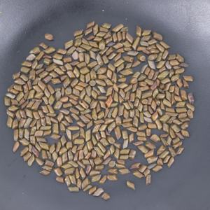 Prezzo all'ingrosso della fabbrica di alta qualità all'ingrosso all'ingrosso cinese erbe tradizionali di <span class=keywords><strong>Cassia</strong></span> Tora semi - Product Image 4