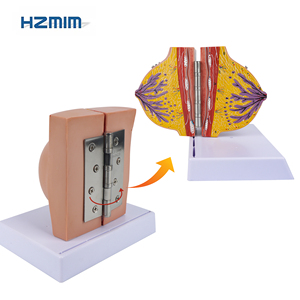 Modelo anatómico de la glándula mamaria en período de descanso Modelo de mama humano de ciencia médica en PVC para escuelas de medicina - Product Image 4