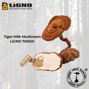 ผงสารสกัดเห็ดนมเสือ LiGNO TM02 อาหารเสริมเพื่อสุขภาพ ได้รับการรับรองฮาลาลและโคเชอร์ รับผลิตแบบ OEM ODM สำหรับส่งออก - Product Image 1