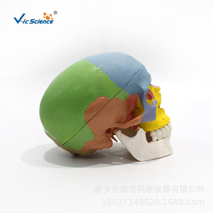 Modèle de crâne adulte coloré avancé pour l'enseignement, la médecine et l'esthétique - Product Image 2