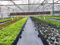 Serre agricole intelligente en verre avec système hydroponique pour la culture de fraises/tomates/laitues