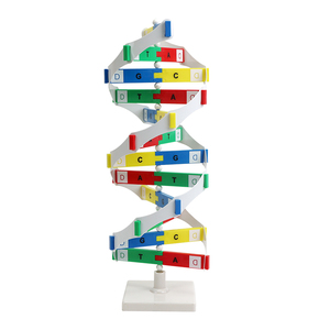 Medical <strong>Science</strong> Teaching <strong>Science</strong> and Biology Education DNA Molecule Structure Model - Product Image 1