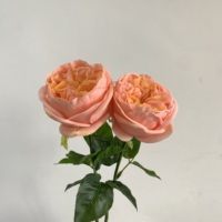 Fleurs artificielles K-0165 Real Touch Austin Rose, couleur pêche rose corail, décoration de mariage de luxe, décoration de la maison, vente en gros, tiges en vrac