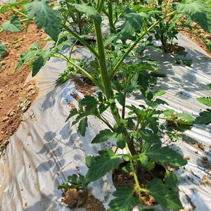 Feuilles <span class=keywords><strong>de</strong></span> <span class=keywords><strong>paillage</strong></span> des abeilles <span class=keywords><strong>de</strong></span> jardin Tomate agricole biodégradable Best Seller <span class=keywords><strong>Film</strong></span> <span class=keywords><strong>de</strong></span> paillis plastique agricole <span class=keywords><strong>Film</strong></span> <span class=keywords><strong>de</strong></span> paillis noir argenté - Product Image 3