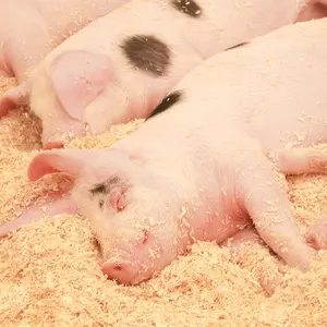 Tăng Cân Nhanh Nhà Sản Xuất Cung Cấp Trực Tiếp Premix Để Thúc Đẩy Sự Phát Triển Của Lợn Prestarter Phụ Gia Thức Ăn Cho Lợn Vỗ Béo