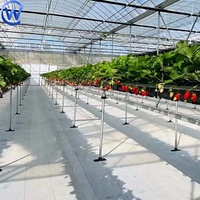 Toile de paillage réfléchissante traitée anti-UV 150 g/m² en polypropylène tissé pour serre, idéale pour les fraises