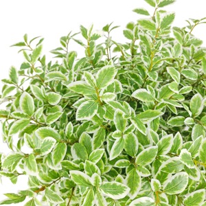 Nhỏ variegated pittosporum phun Lụa Nhân Tạo bonsai cây cọ cây xương rồng mọng nước treo Faux lá everbloom bán buôn - Product Image 6