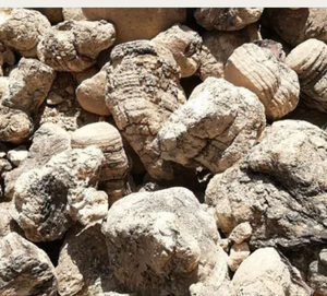 <span class=keywords><strong>Hongos</strong></span> Laricifomes Officinalis Cultivados en China, Comestibles, Enteros, Crudos, Secos y Limpios, Marca Chengyitang, Venta al Por Mayor - Product Image 2