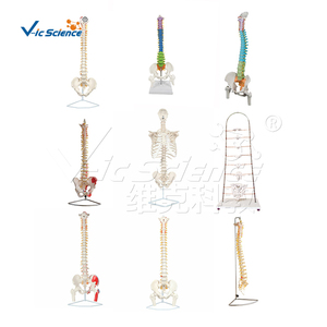แบบจำลองกายวิภาคกระดูกสันหลังมนุษย์พร้อมหัวกระดูกต้นขา แบบจำลองจำลอง PVC สำหรับการสอนวิทยาศาสตร์การแพทย์ในโรงเรียนและคลินิก - Product Image 5