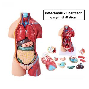 <span class=keywords><strong>Di</strong></span> alta qualità 45 cm busto neutro del corpo umano modello con 23 parti per la scienza medica <span class=keywords><strong>formazione</strong></span> <span class=keywords><strong>di</strong></span> <span class=keywords><strong>formazione</strong></span> <span class=keywords><strong>e</strong></span> visualizzazione - Product Image 5