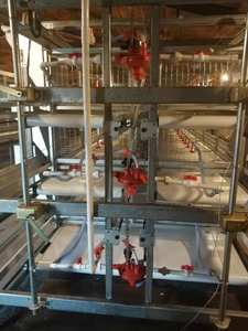 Regulador de Agua de Alta Calidad para Granjas Avícolas, para Jaulas Modernas de Pollos de Engorde y Gallinas Ponedoras - Product Image 6