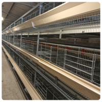 Poulailler entièrement automatique pour poules pondeuses, ferme avicole d'Afrique du Sud, poulailler galvanisé