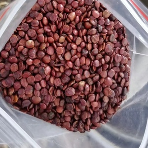 <span class=keywords><strong>เมล็ด</strong></span><span class=keywords><strong>พุทรา</strong></span>ซีอิ๋น (ซวนจ้าวเหริน) สมุนไพรแห้ง <span class=keywords><strong>รส</strong></span>เปรี้ยว ธรรมชาติ - Product Image 6