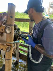 Sonde d'<span class=keywords><strong>échographie</strong></span> linéaire rectale <span class=keywords><strong>transrectale</strong></span> vétérinaire SUN-R1 USB de type C, scanner portable pour Android - Product Image 4