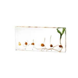 Collection de spécimens botaniques professionnels pour la <span class=keywords><strong>recherche</strong></span> et l'éducation - Product Image 3