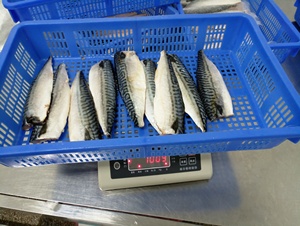 Filete <span class=keywords><strong>de</strong></span> Caballa Saba <span class=keywords><strong>de</strong></span> Noruega Congelado <span class=keywords><strong>de</strong></span> Alta Calidad - Product Image 6