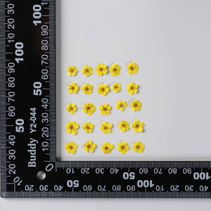 Fiori di Narciso Veri Pressati, Adesivi di Narcisi Essiccati per Creazioni Fai-da-Te in Resina Epossidica, Natale, Laurea, San Valentino, Halloween, Pasqua - Product Image 4