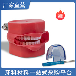 Modèle de cavité buccale dentaire simple, tête complète, dents détachables pour la préparation dentaire, accessoire de thérapie buccale - Product Image 3