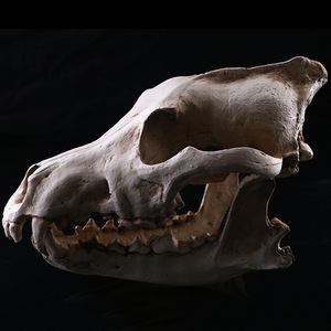 Chacal para calavera modelo de resina artesanía SKE03 decoración del hogar para Halloween <span class=keywords><strong>Animal</strong></span> para calavera huesos artesanía regalo - Product Image 5