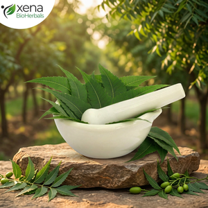 Fournisseur en gros d'extrait de feuilles de Neem en poudre, fabricant de poudre d'extrait de Neem de qualité - Product Image 1
