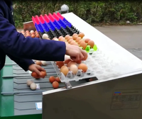Oeuf de poulet volaille ferme 5400 pcs/h oeuf équipement de classement, oeuf trieuse machine à vendre