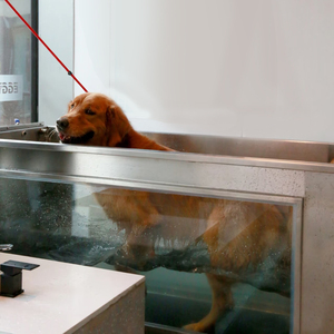 Equipo de entrenamiento para mascotas, máquinas eléctricas para caminar en Spa para perros, cintas de correr subacuáticas para mascotas en clínicas de mascotas y hospitales de animales - Product Image 5