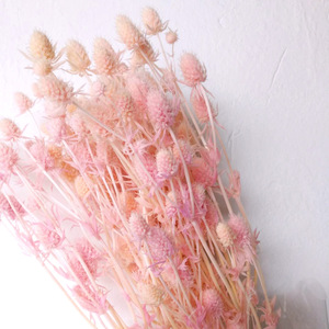 Fleurs séchées en gros d'Éryngium <span class=keywords><strong>foetidum</strong></span> (Eryngo) préservées, 70-80 cm, pour la Saint-Valentin et la décoration de mariage, 100g/paquet, couleurs personnalisées - Product Image 3