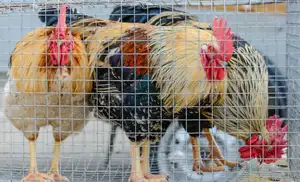 Panneaux en fil de soudure coloré, panneaux pour la fabrication des cages de poulet, filets de volaille