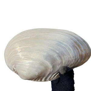 Vassoio Decorativo in Madreperla Lucida Stile Nautico con Mosaico, Vassoio Portagioie a Forma di Angelo per la Casa - Offerta Speciale - Product Image 6