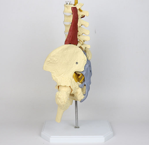 <span class=keywords><strong>Cuerpo</strong></span> <span class=keywords><strong>Humano</strong></span> suspendido para ciencia médica, vértebra lumbar de cinco secciones <span class=keywords><strong>con</strong></span> sistema nervioso, hernia de disco intervertebral <span class=keywords><strong>con</strong></span> modelo muscular - Product Image 5