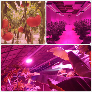 18W <span class=keywords><strong>36W</strong></span> <span class=keywords><strong>LED</strong></span> élèvent des usines légères T8 <span class=keywords><strong>luminaire</strong></span> intégré à haut rendement extensible 24 pouces élèvent des lumières pour la serre élèvent des bandes lumineuses - Product Image 6