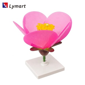 Nuovo arrivo 3d modello educativo fiore di pesco per <span class=keywords><strong>botanica</strong></span> - Product Image 2