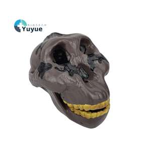 Modelo de Enseñanza de Cráneo de Australopithecus Boisei a Tamaño Real - Anatomía de <span class=keywords><strong>la</strong></span> Evolución Humana para Educación en Antropología y Biología - Product Image 1