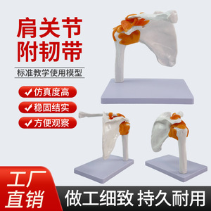 Modelo de simulación de articulación humana del hombro para enseñanza, escápula, ligamentos periféricos del hombro, clavícula, estructura humana, ortopedia - Product Image 5