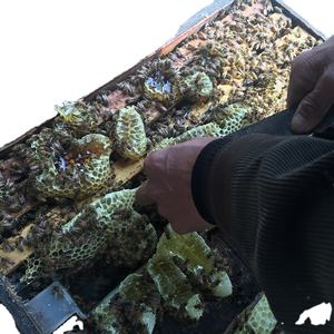 <span class=keywords><strong>Miel</strong></span> <span class=keywords><strong>de</strong></span> trigo sarraceno, <span class=keywords><strong>miel</strong></span> Natural pura a granel, venta al por mayor China - Product Image 3