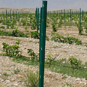 <span class=keywords><strong>Support</strong></span> pour plantes grimpantes en matériau Q195, épaisseur 2,2 mm, solution agricole économique et fiable - Product Image 1