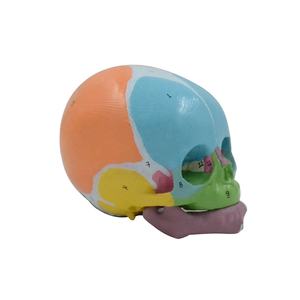 Material didáctico, modelo de cráneo infantil colorido con marca de número, hueso Frontal para recién nacido, producto de ciencia médica, anatomía - Product Image 1