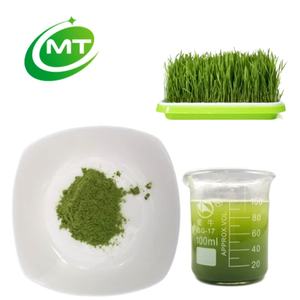 Rifornimento della fabbrica estratto di erba di grano in polvere Triticum Aestivum verde erba di grano in polvere per bevande alimenti per la salute - Product Image 2