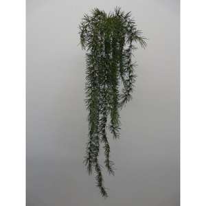 Pino Cadente 110cm GR - Product Image 1