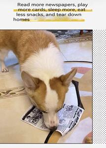 Nuovo Giocattolo da Masticare per Cani Ecologico con Suono, Design alla Moda con Motivo Giornale/Poker per Alleviare il Dolore da Dentizione - Product Image 4