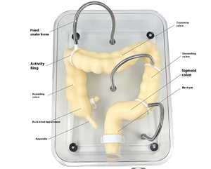 แบบจำลองการฝึกส่องกล้องทางลำไส้ใหญ่สำหรับการสอน แบบจำลองอวัยวะลำไส้ใหญ่แบบจำลองที่นุ่มนวล - Product Image 4