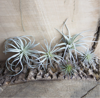 Super Septembre Offres Spéciales Ensemble de 5 Faux Artificiels Tillandsia Air Plants Broméliacées