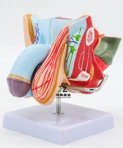 Scienza medica organo genitale maschile umano modello di formazione anatomica organo maschile genitale maschile modello organo maschile - Product Image 3