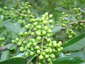 HUN KHÓI zanthoxylum bungeanum Maxim bột bán buôn khô màu xanh lá cây AD ISO nguyên 20/25kg mỗi thùng carton/Kraft túi với Túi PE bên trong huayuan - Product Image 3