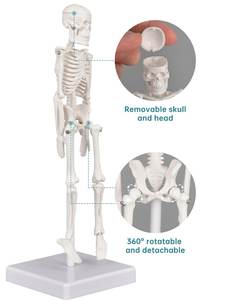 Modelo de Esqueleto Miniatura Flexible de PVC de 22 cm para Ciencias Médicas, Maniquí de Anatomía Humana Pequeño para Entrenamiento en Escuelas de Medicina, Recursos de Enseñanza - Product Image 3