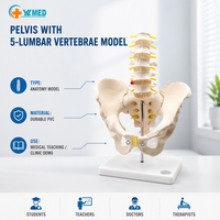 Modèle anatomique de colonne lombaire humaine avec bassin, sacrum, coccyx et os de la hanche, avec support, pour cours de médecine et de soins infirmiers, CE/ISO