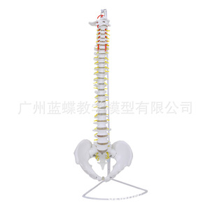 Modelo de Columna Vertebral Humana de 80 cm, Esqueleto de Ejercicio Médico para Adultos 1:1, Modelo de Columna Cervical y Lumbar - Product Image 1