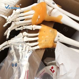 Modelo de Esqueleto <span class=keywords><strong>Humano</strong></span> Pigmentado <span class=keywords><strong>con</strong></span> Ligamentos, Modelo de Esqueleto de 180 cm, <span class=keywords><strong>Huesos</strong></span> de Esqueleto <span class=keywords><strong>Humano</strong></span>, Partes del Esqueleto <span class=keywords><strong>Humano</strong></span> - Product Image 5