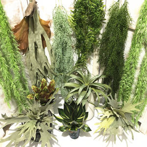 גדול סופר גדול עלה השן המדברי יער גשם טרופי תלוי צמחים ירוקים לצמח מלאכותי נוף מלאכותי - Product Image 1